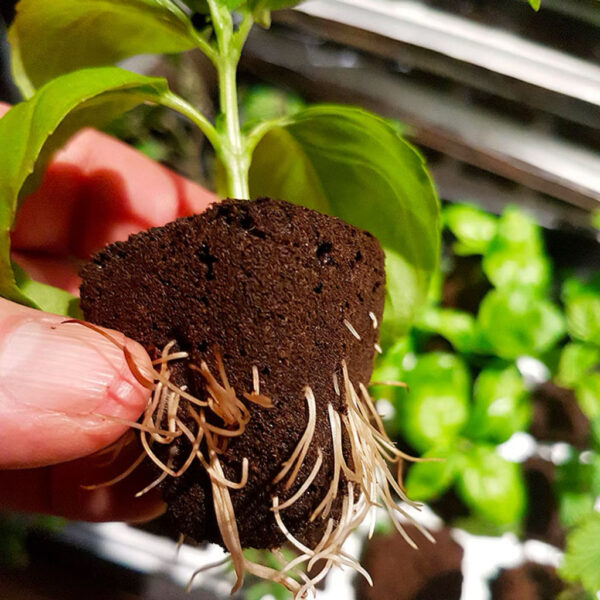 育苗塊 - 大麻播種最好的