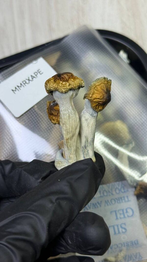 香菇：品種MMRXAPE