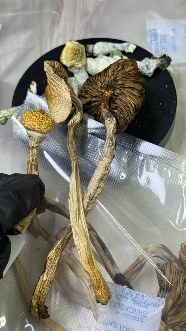 香菇：品種GT 金老師